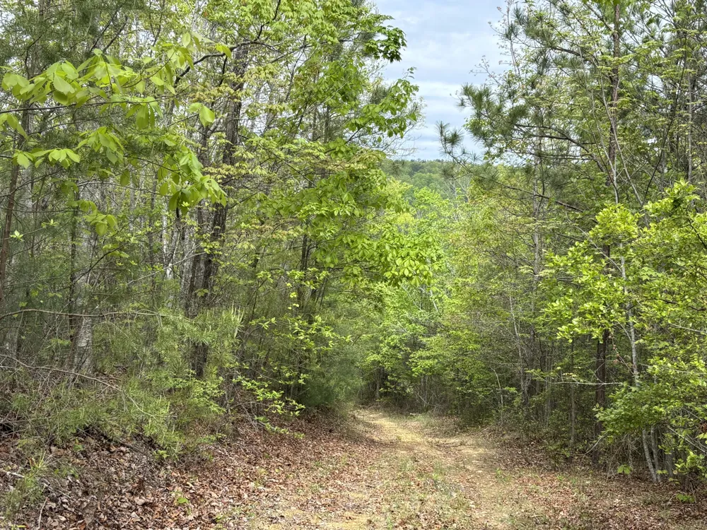 367 Leggett Road Sale Creek, TN 37373