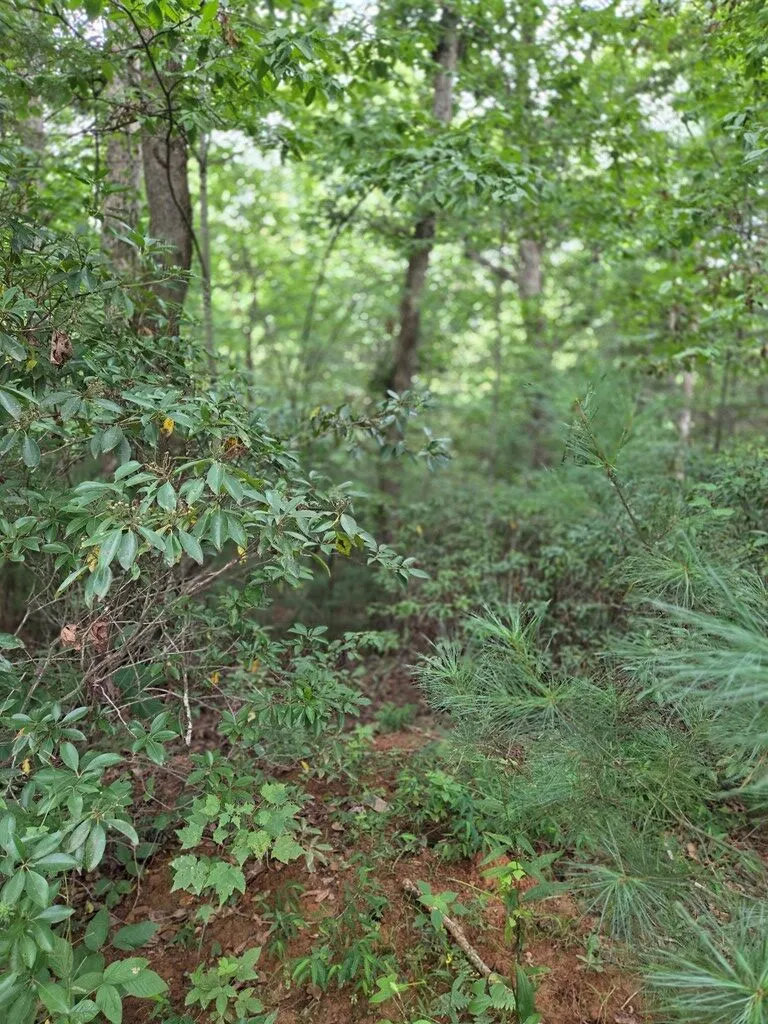 Park Ridge Road Franklin, NC 28734