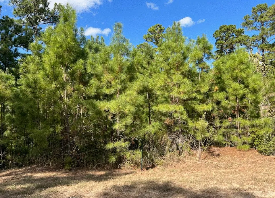 986 Kailua L Lane Bastrop, TX 78602