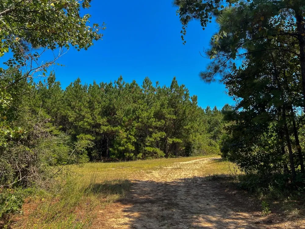 2 Cr 2300 Woodville, TX 75979