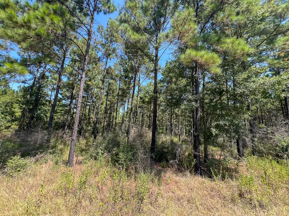 2 Cr 2300 Woodville, TX 75979