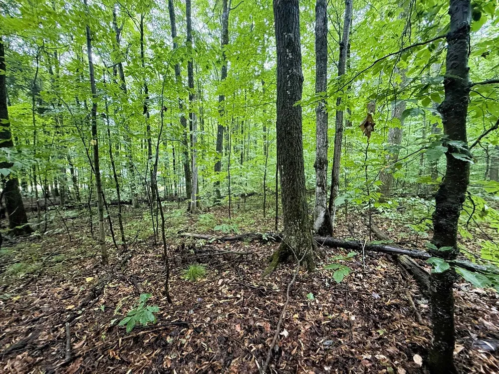 Edelweiss Drive Kearney Township, MI 49615