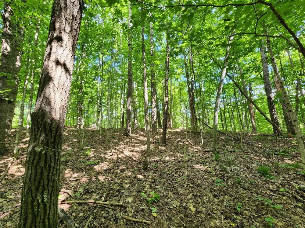 Cedar Valley Ridge Drive Long Lake Township, MI 49684