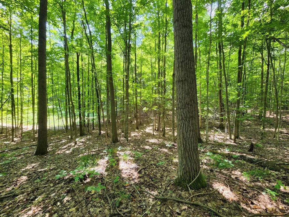 Cedar Valley Ridge Drive Long Lake Township, MI 49684