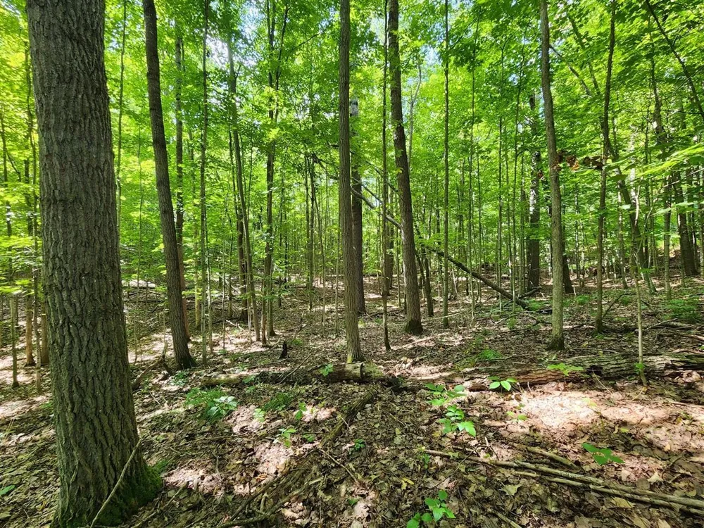 Cedar Valley Ridge Drive Long Lake Township, MI 49684