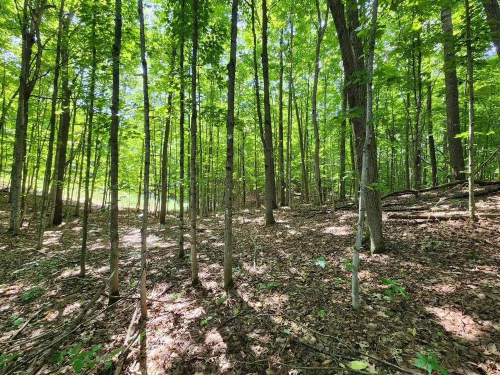Cedar Valley Ridge Drive Long Lake Township, MI 49684