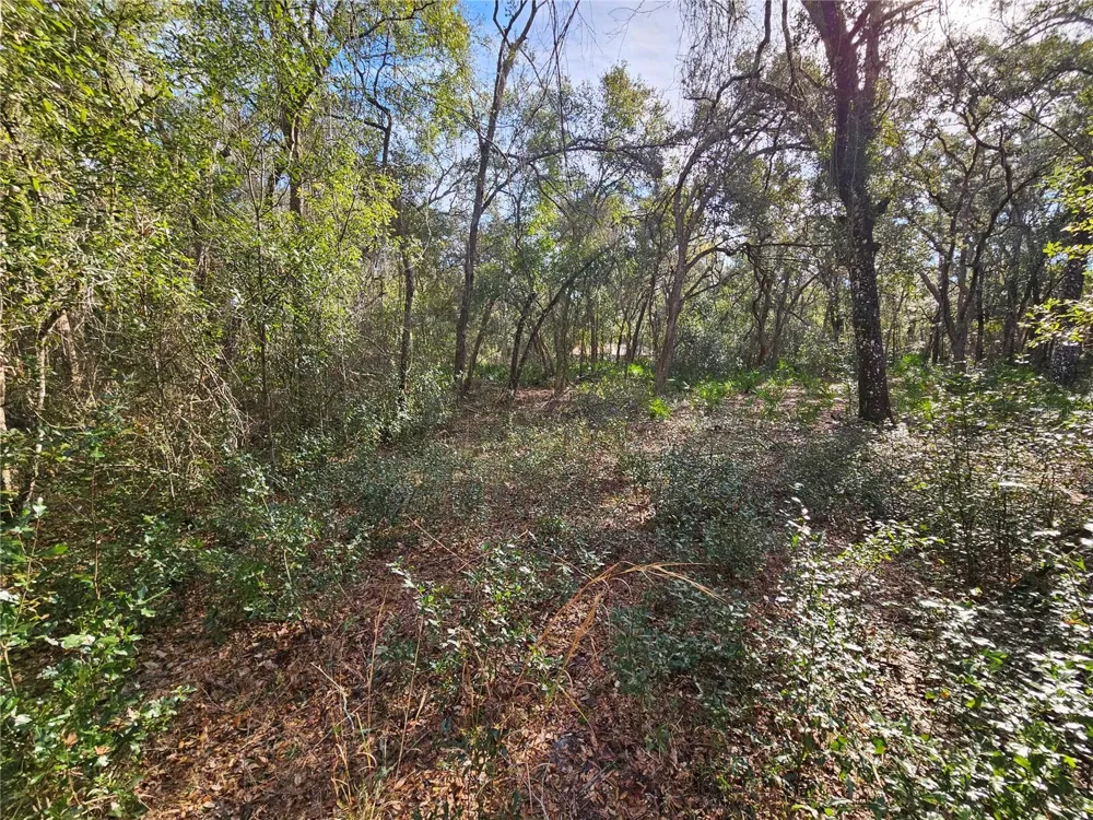ROSEHILL DRIVE Webster, FL 33597