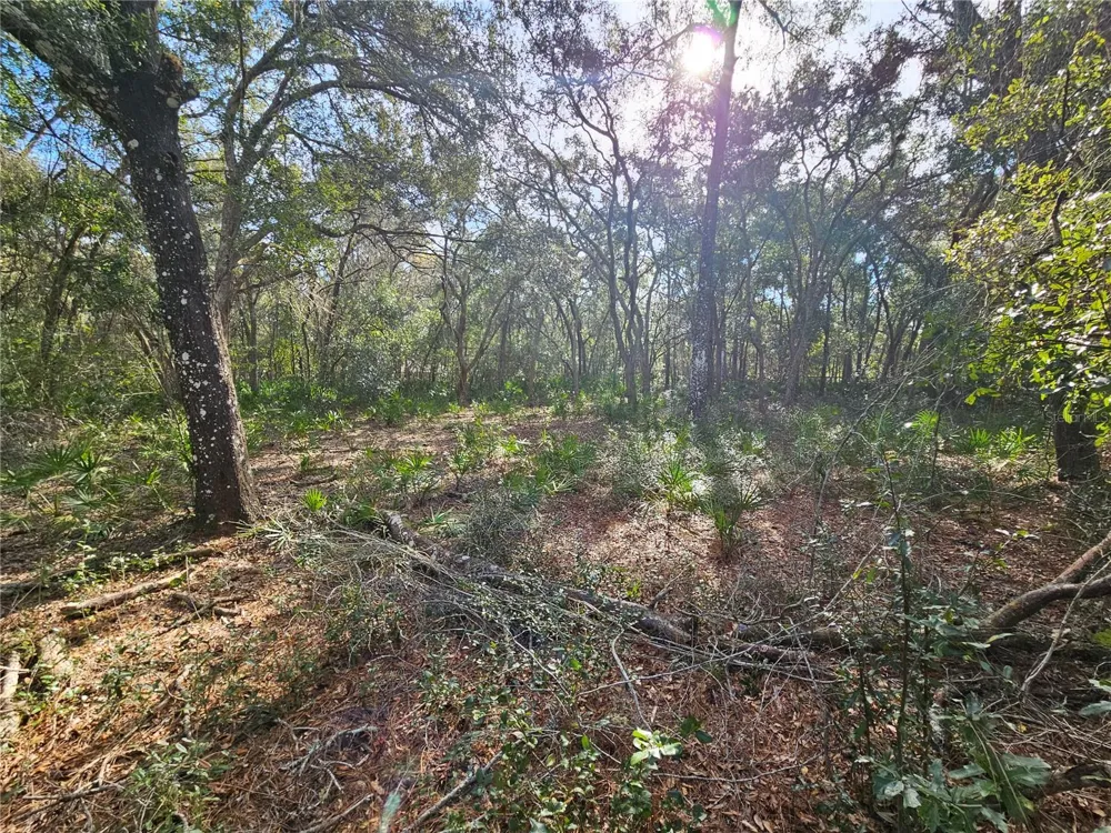 ROSEHILL DRIVE Webster, FL 33597