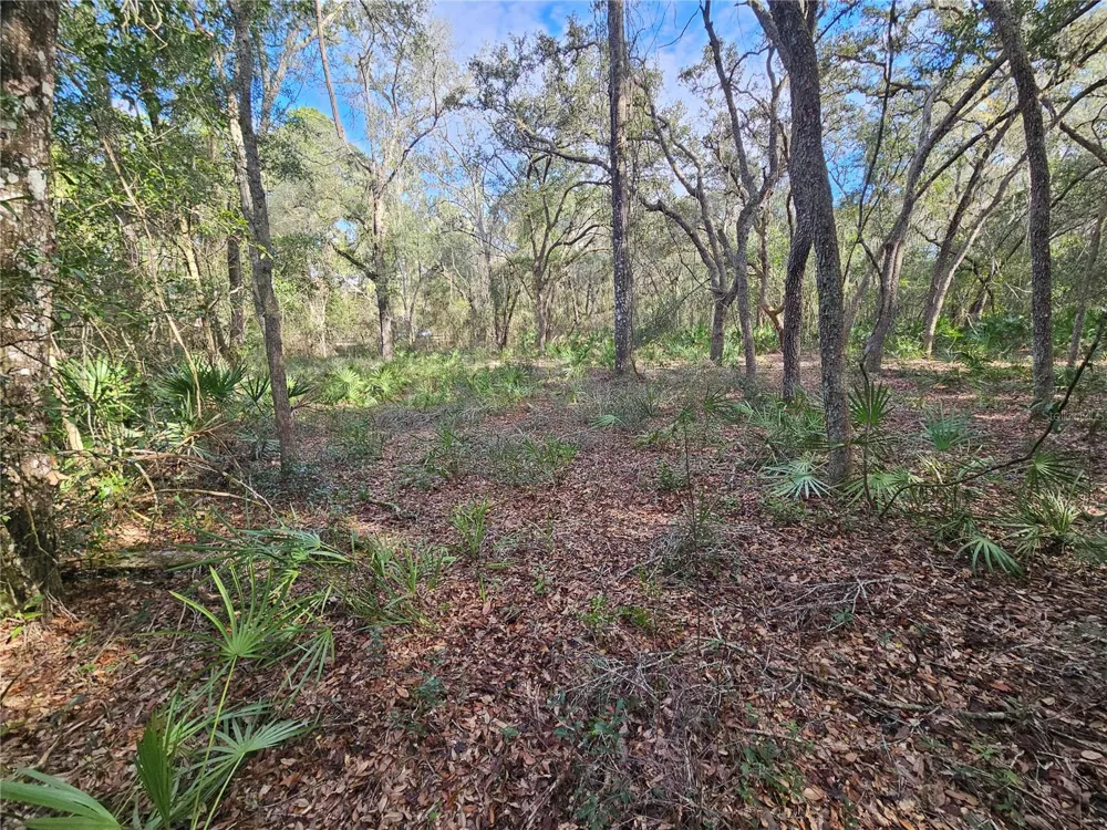 ROSEHILL DRIVE Webster, FL 33597