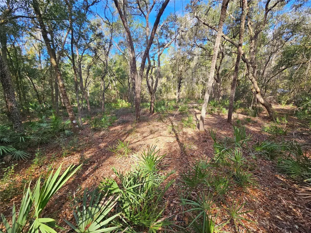 ROSEHILL DRIVE Webster, FL 33597