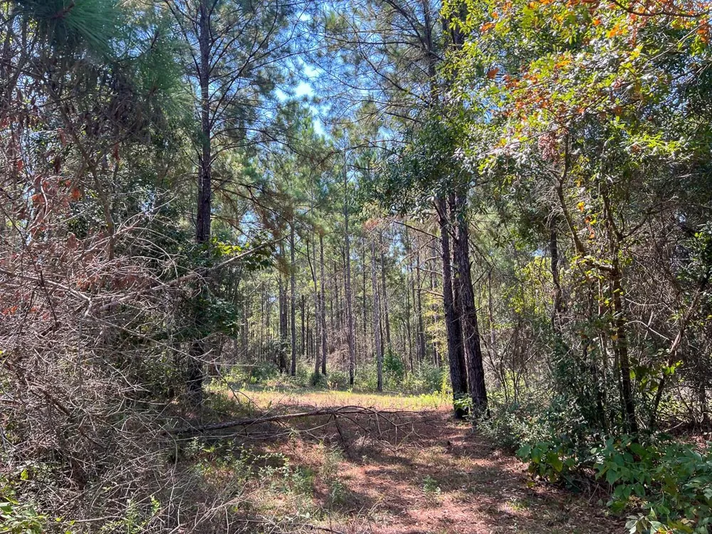3 Fm 256 Woodville, TX 75979