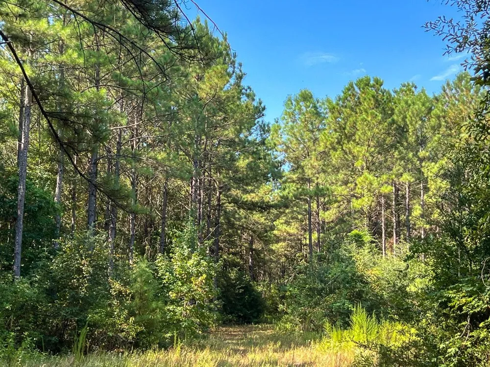 3 Fm 256 Woodville, TX 75979