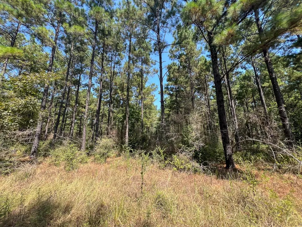 3 Fm 256 Woodville, TX 75979