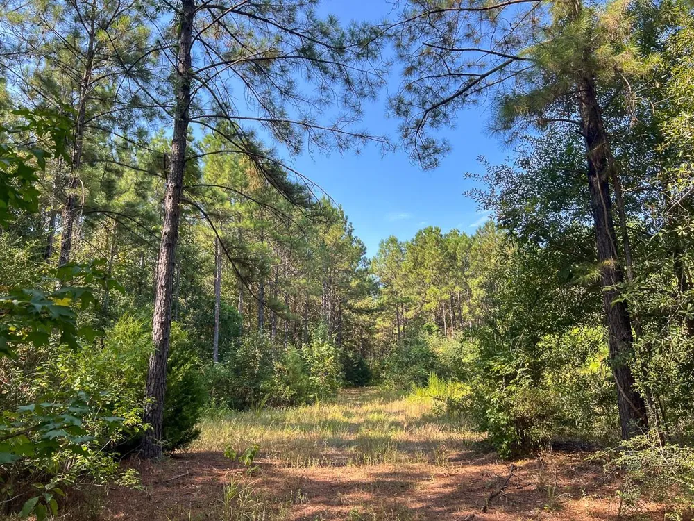 3 Fm 256 Woodville, TX 75979