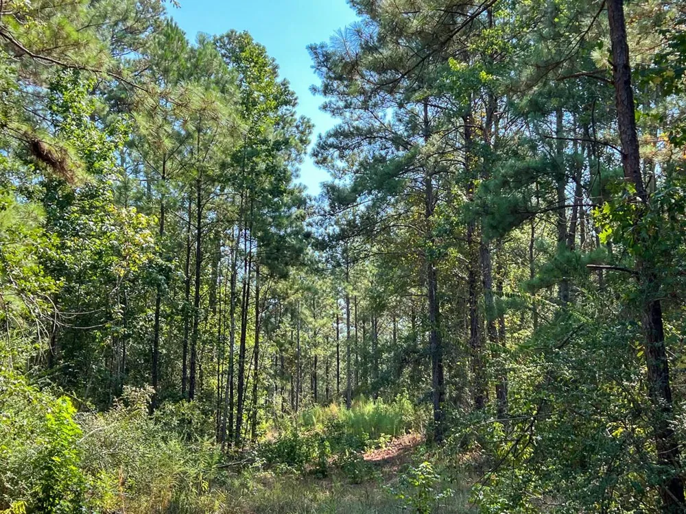 3 Fm 256 Woodville, TX 75979