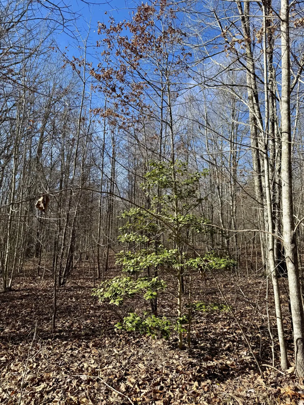 Hobbstown Road Dunlap, TN 37327