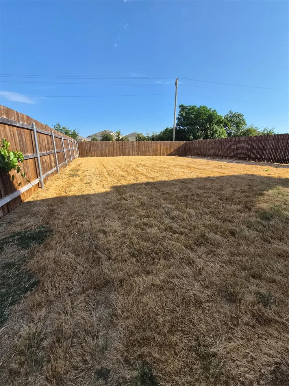 556 Black Alder Street Georgetown, TX 78626