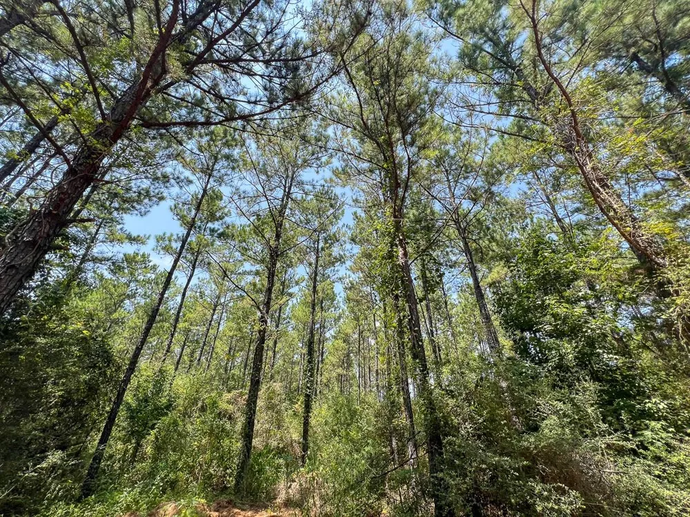 4 County Road 3230 Colmesneil, TX 75938