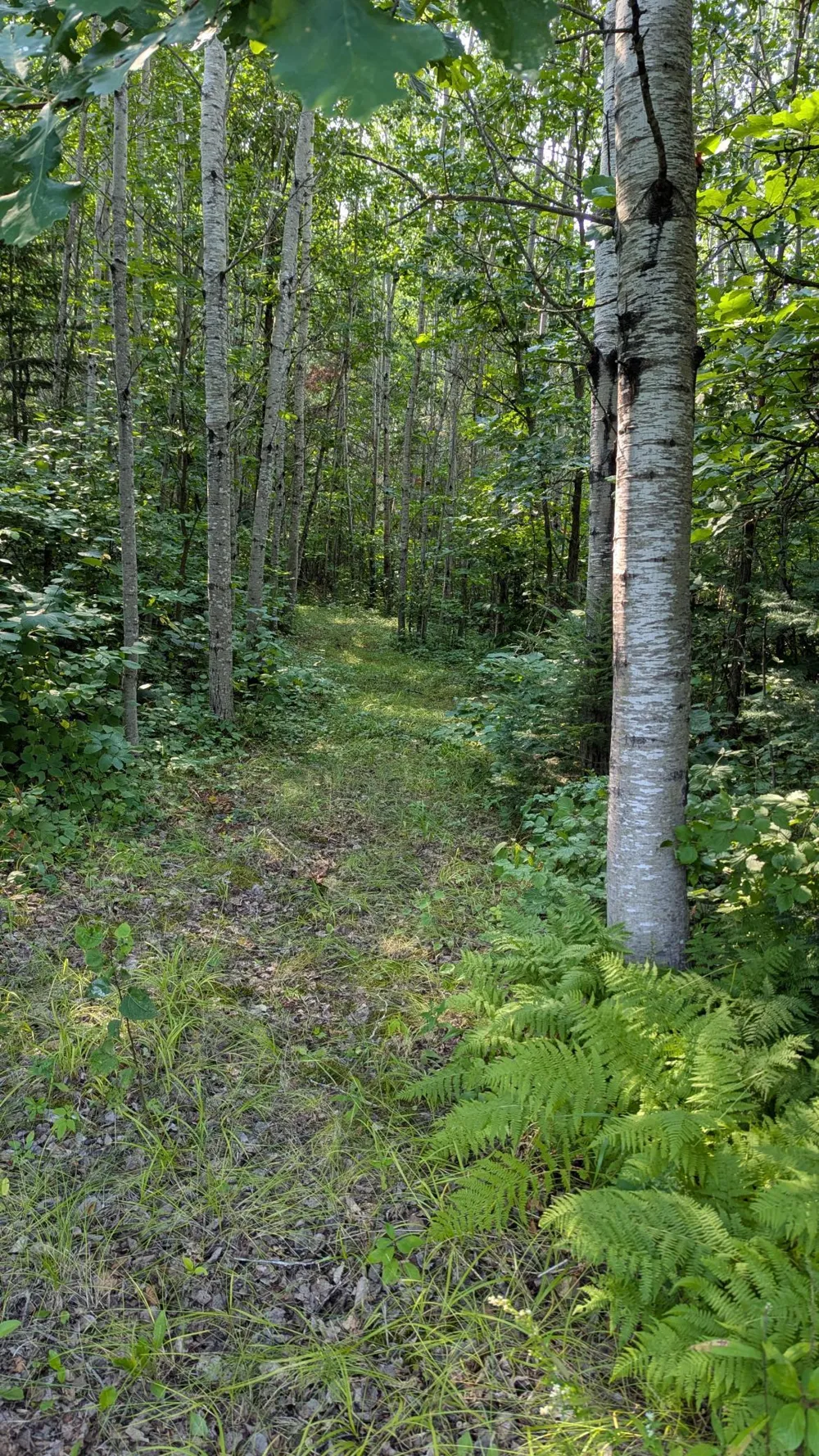 4161 County Road 9 Littlefork, MN 56653
