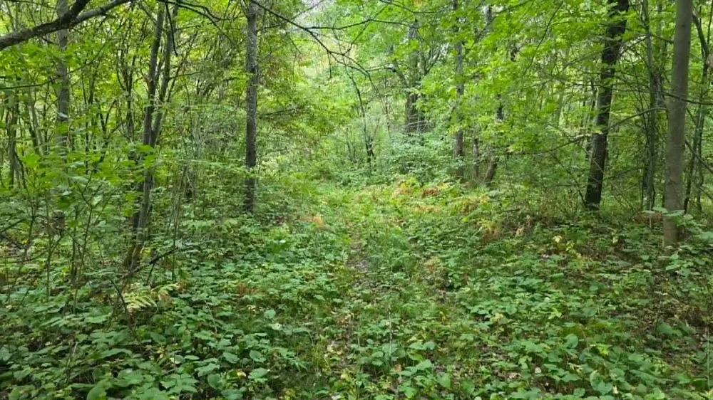 10501 County Hwy M Highway Springbrook, WI 54875