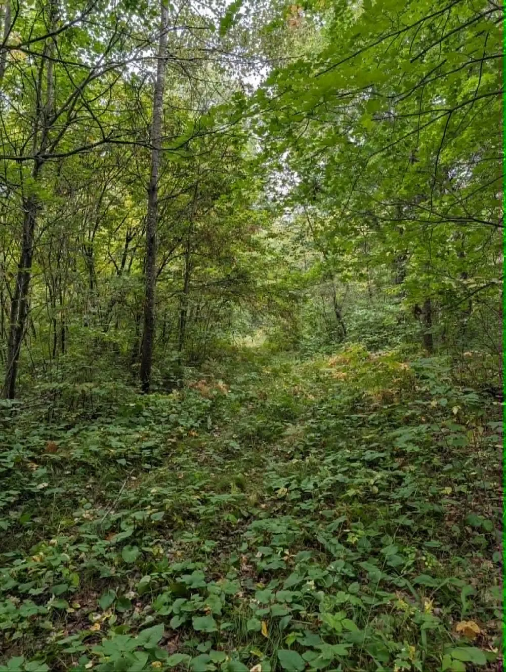 10501 County Hwy M Highway Springbrook, WI 54875