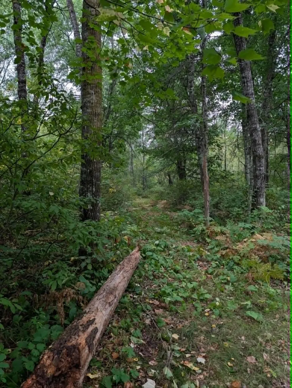 10501 County Hwy M Highway Springbrook, WI 54875