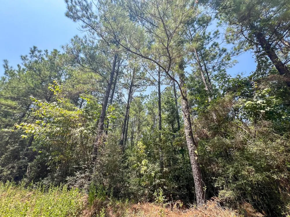 6 County Road 3230 Colmesneil, TX 75938