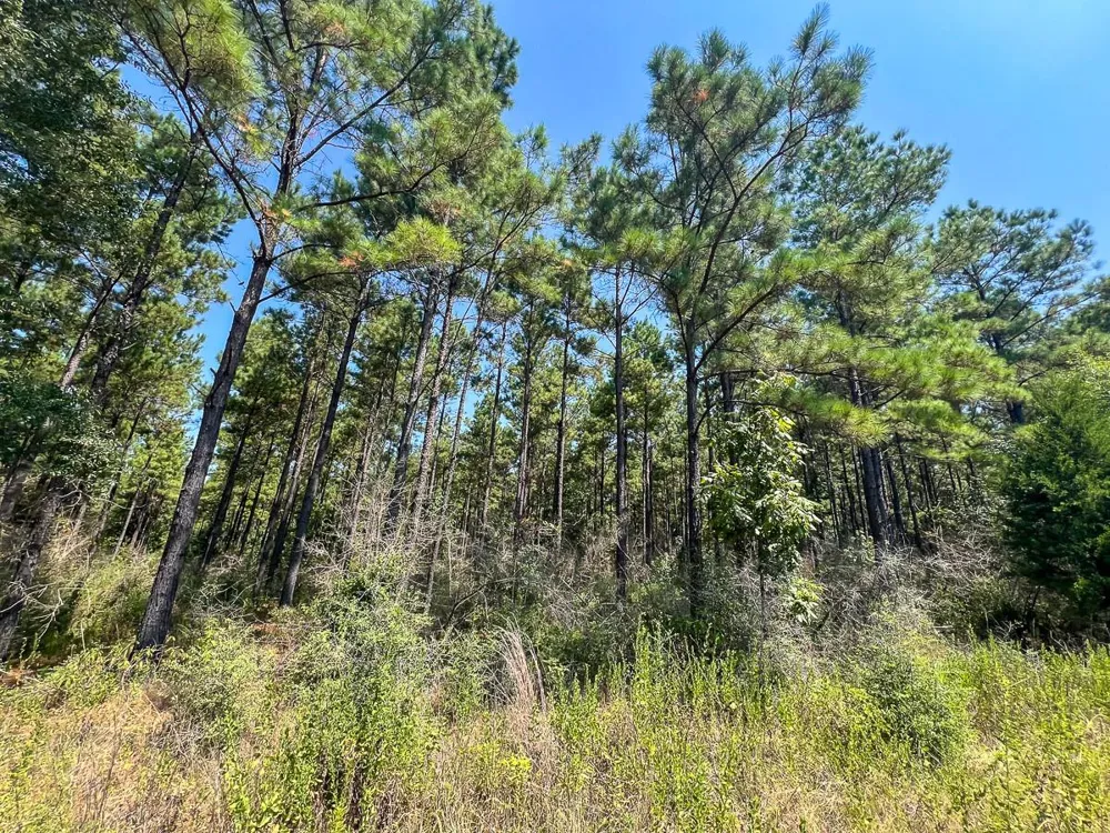 5 Fm 256 Woodville, TX 75979