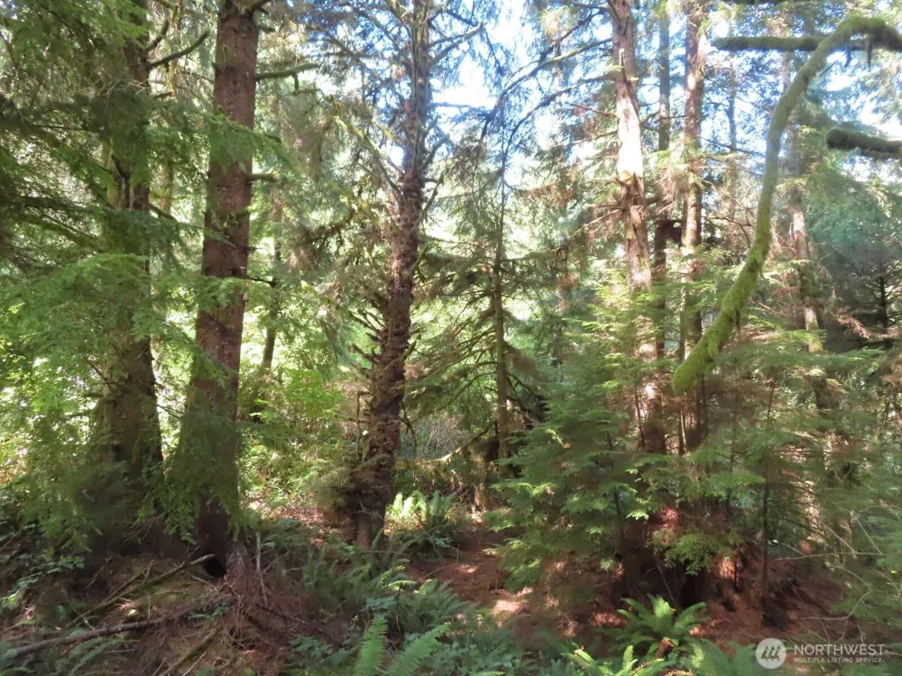 0 XXX State Route 101 South Bend, WA 98586