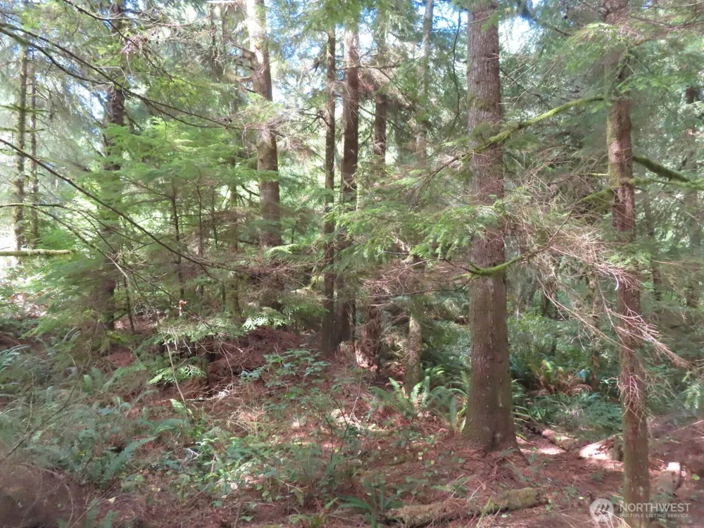 0 XXX State Route 101 South Bend, WA 98586