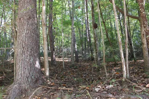 LOT 546 North Satsuma Court