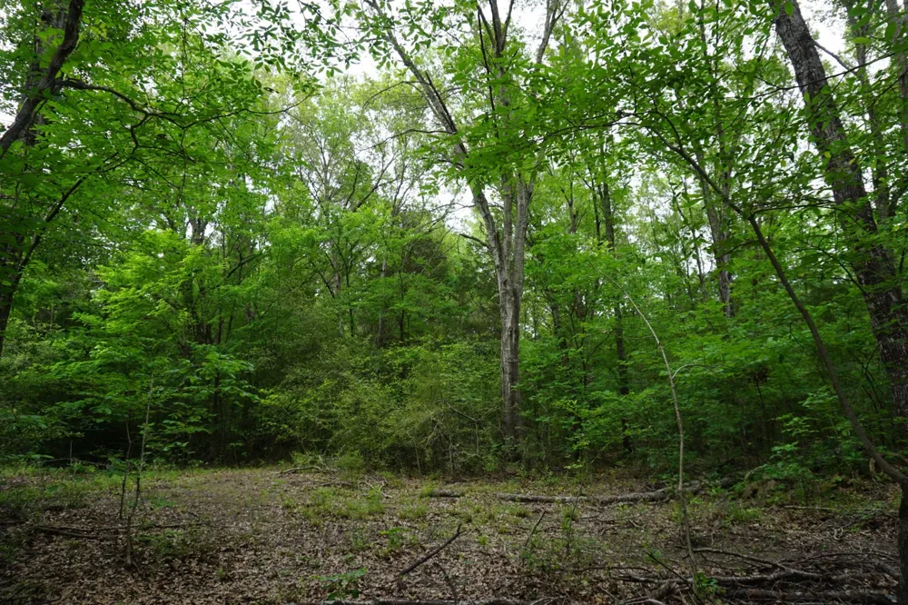 11919 County Road 1200 Malakoff, TX 75148