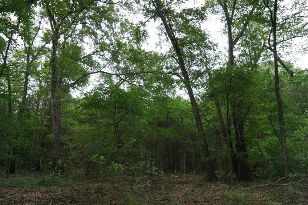11919 County Road 1200 Malakoff, TX 75148
