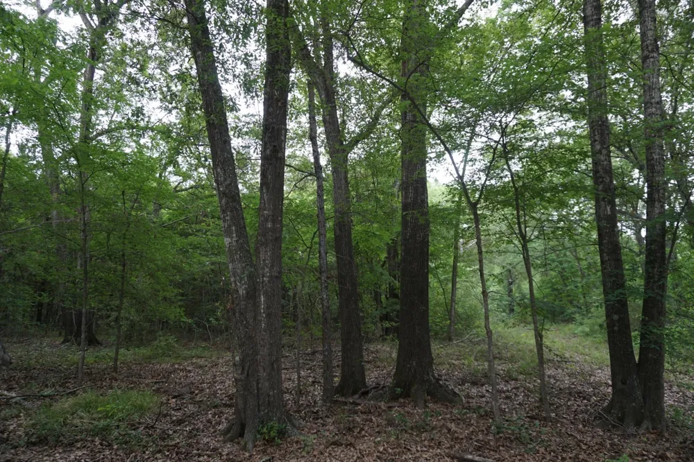 11919 County Road 1200 Malakoff, TX 75148
