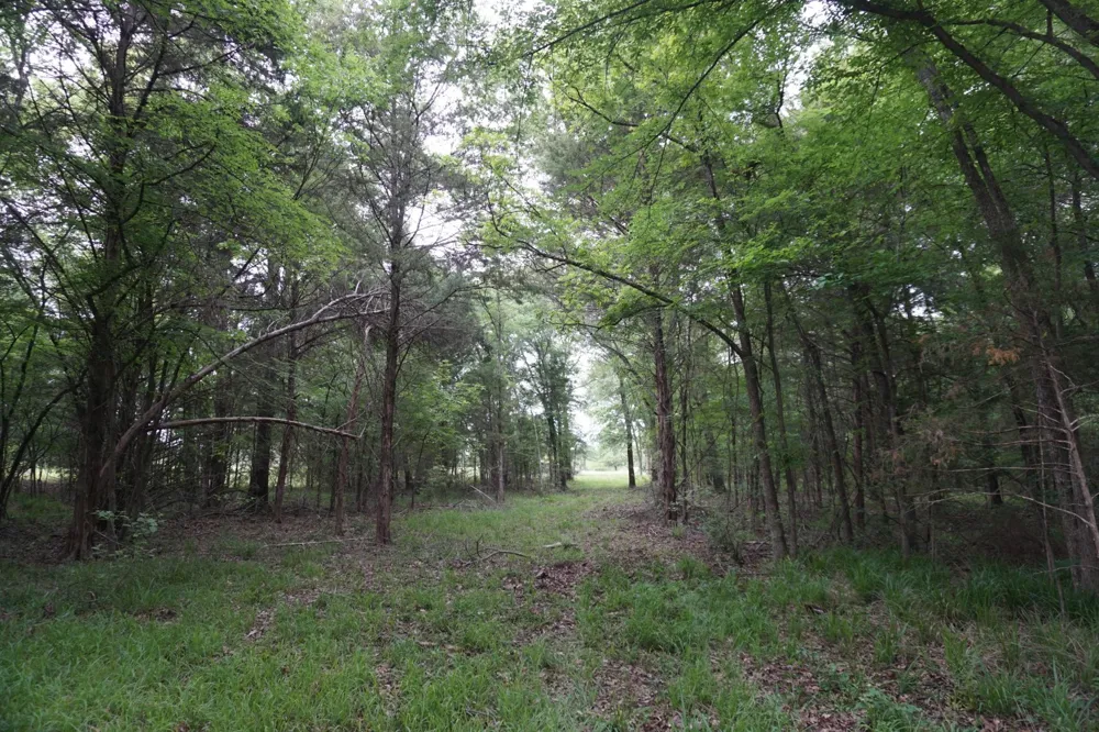 11919 County Road 1200 Malakoff, TX 75148