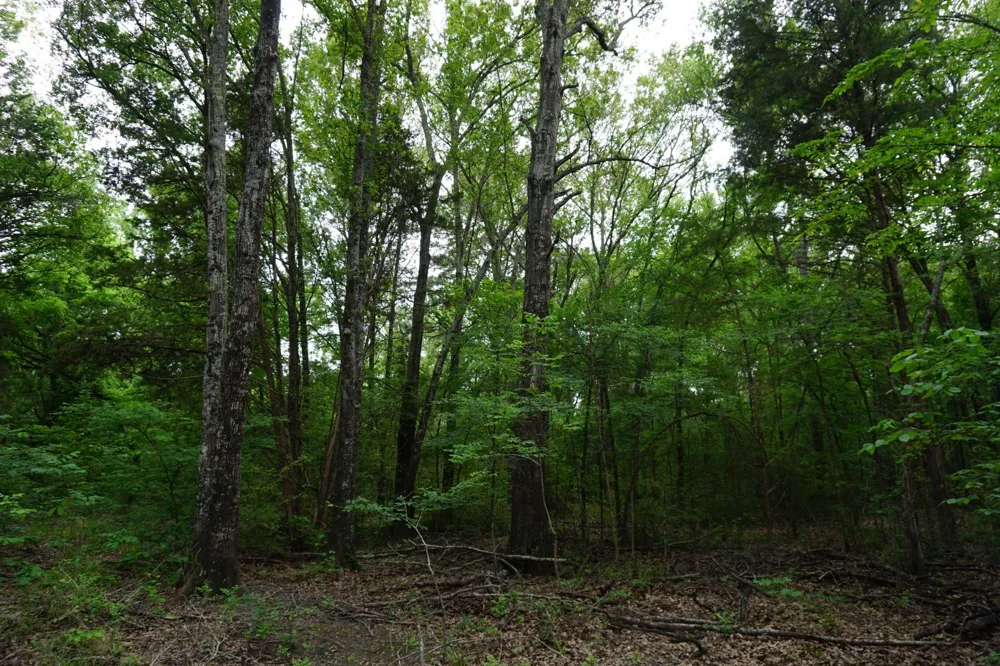 11919 County Road 1200 Malakoff, TX 75148