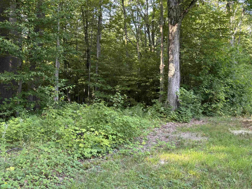 6493 Plainfield Trail Star Township, MI 49730