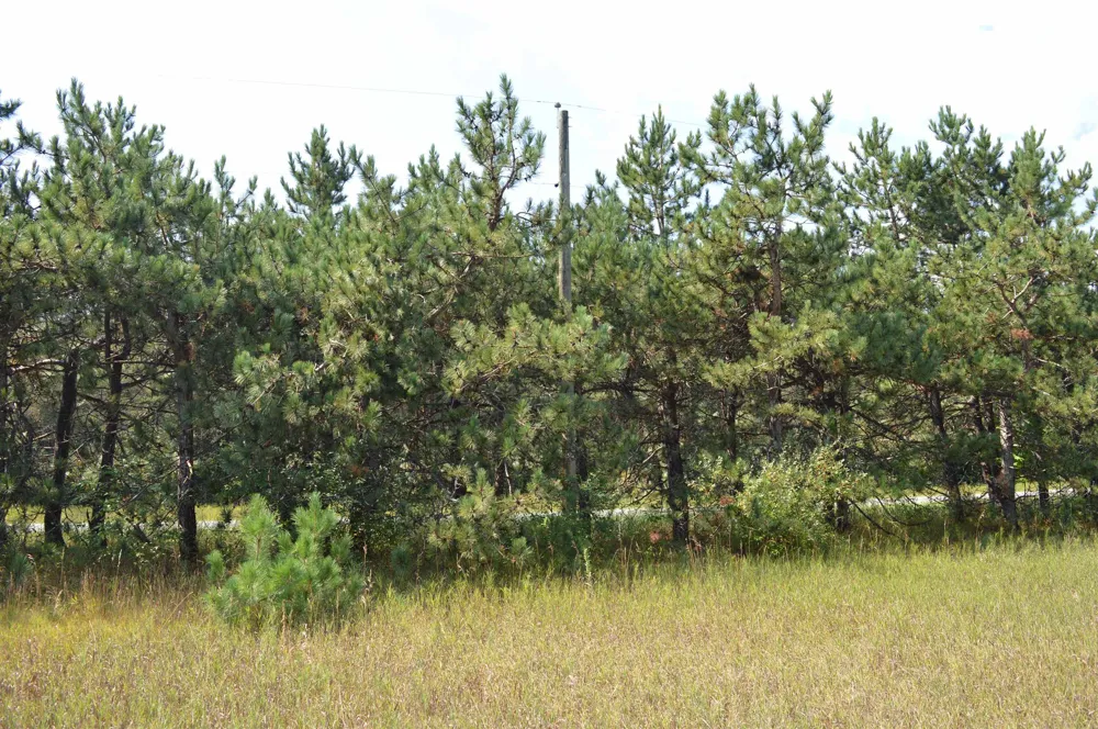Coster Road Springfield Township, MI 49633