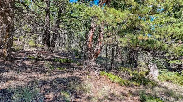 1232 Monarch Drive Cripple Creek, CO 80813