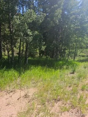 1164 Arapahoe Creek Trail Florissant, CO 80816