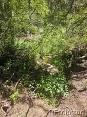 1164 Arapahoe Creek Trail Florissant, CO 80816