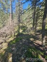 1164 Arapahoe Creek Trail Florissant, CO 80816