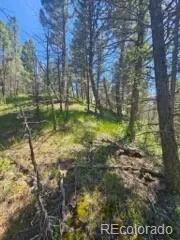 1164 Arapahoe Creek Trail Florissant, CO 80816