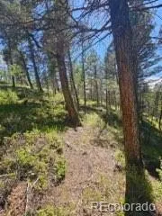 1164 Arapahoe Creek Trail Florissant, CO 80816