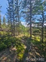 1164 Arapahoe Creek Trail Florissant, CO 80816