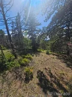 1164 Arapahoe Creek Trail Florissant, CO 80816