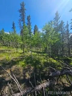 1164 Arapahoe Creek Trail Florissant, CO 80816