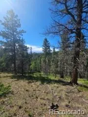 1164 Arapahoe Creek Trail Florissant, CO 80816