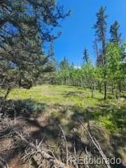 1164 Arapahoe Creek Trail Florissant, CO 80816