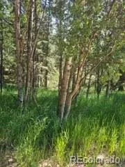 1164 Arapahoe Creek Trail Florissant, CO 80816